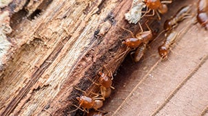 Termites sm
