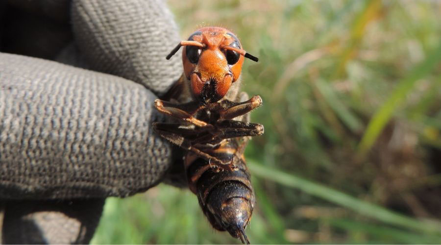 Asian Giant Hornet Lg 1