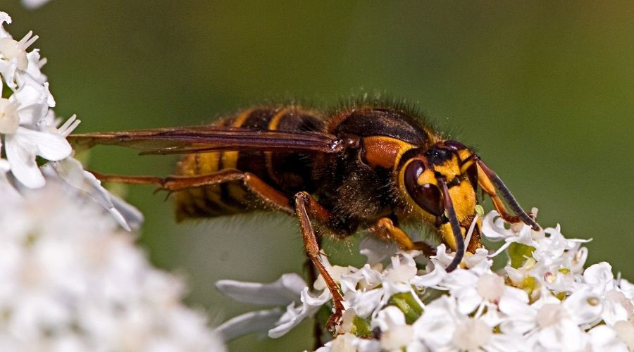 European Hornet Lg 1