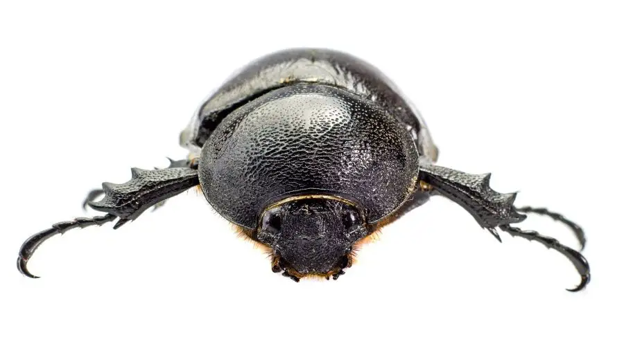 Powderpost Beetles