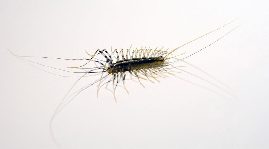 11 Ways To Get Rid Of Centipedes Naturally