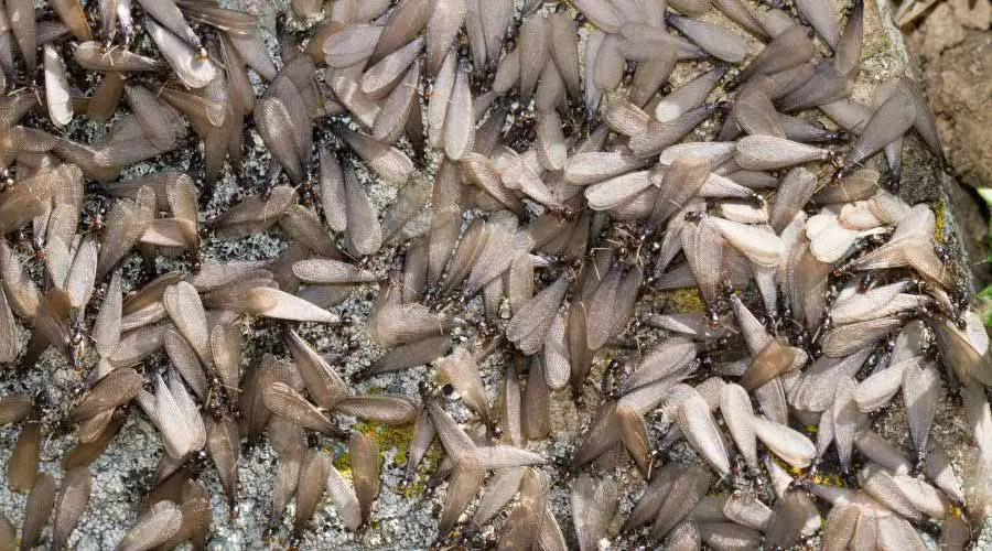 Swarming Termites