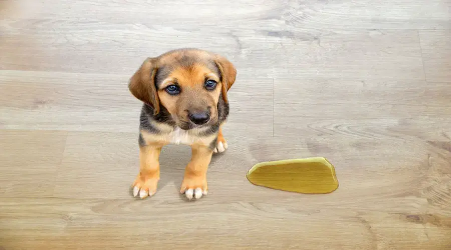 Hardwood Floors From Dog Urine, How To Keep Hardwood Floors Clean With Dogs