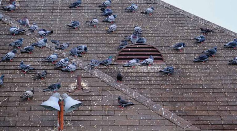 6 Ways to Keep Pigeons (and Other Birds) Off Your Roof