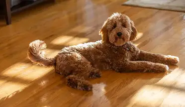 How To Dog Proof My Hardwood Floors, Dog Nail Caps Hardwood Floors