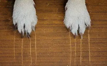 How To Dog Proof My Hardwood Floors, Dog Nails On Hardwood Floors
