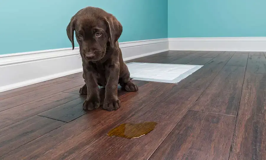 Can Pet Urine Damage Hardwood Floors, Dog Urine Discolored Hardwood Floor