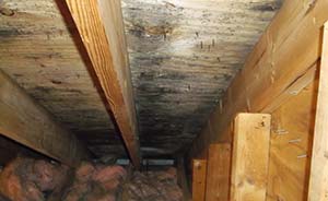 mold in crawl space sm