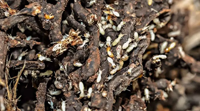 subterranean termites lg
