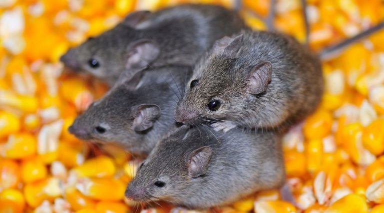 Mice 101: Will Mice Leave If There Is No Food?
