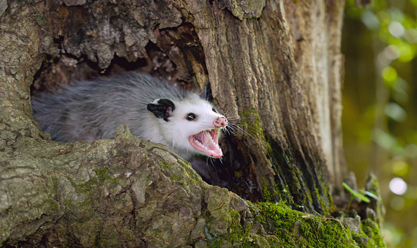 Possum Vs Oppossum 1