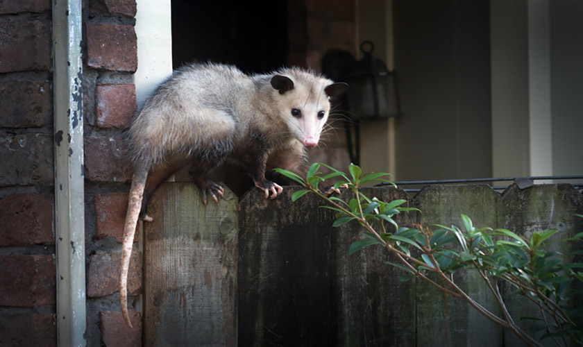 Possum Vs Opossum