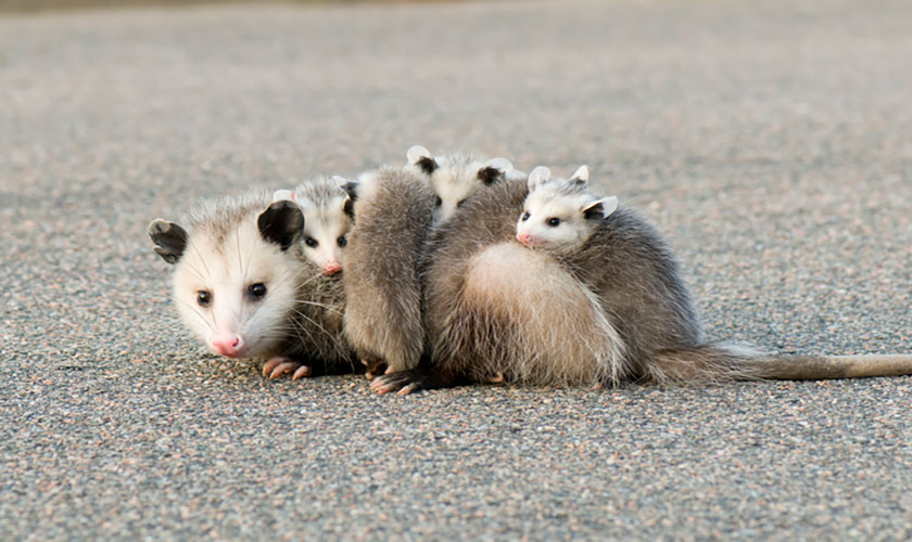 Possum Vs Oppossum 3