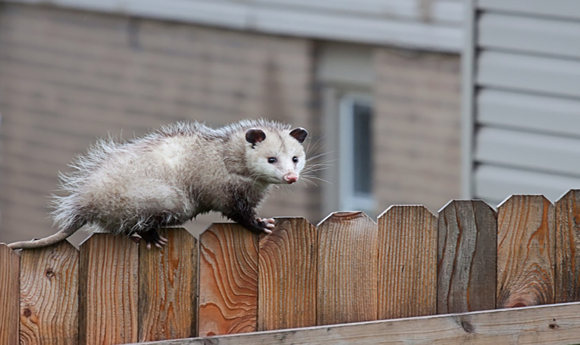 Possum Vs Oppossum