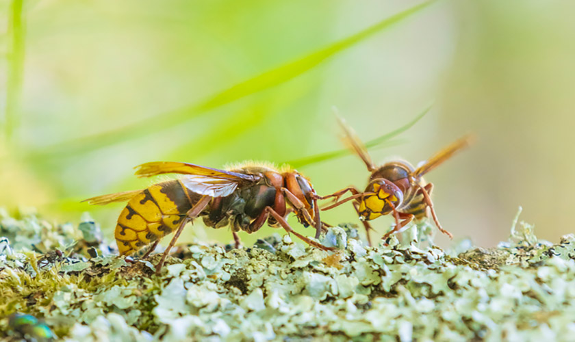 What Happens If You Kill A Queen Wasp Wasp Colony Explained Home Inspection Insider