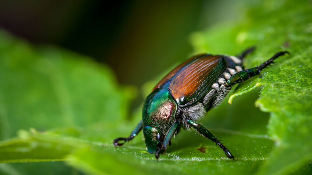 Japanese Beetle