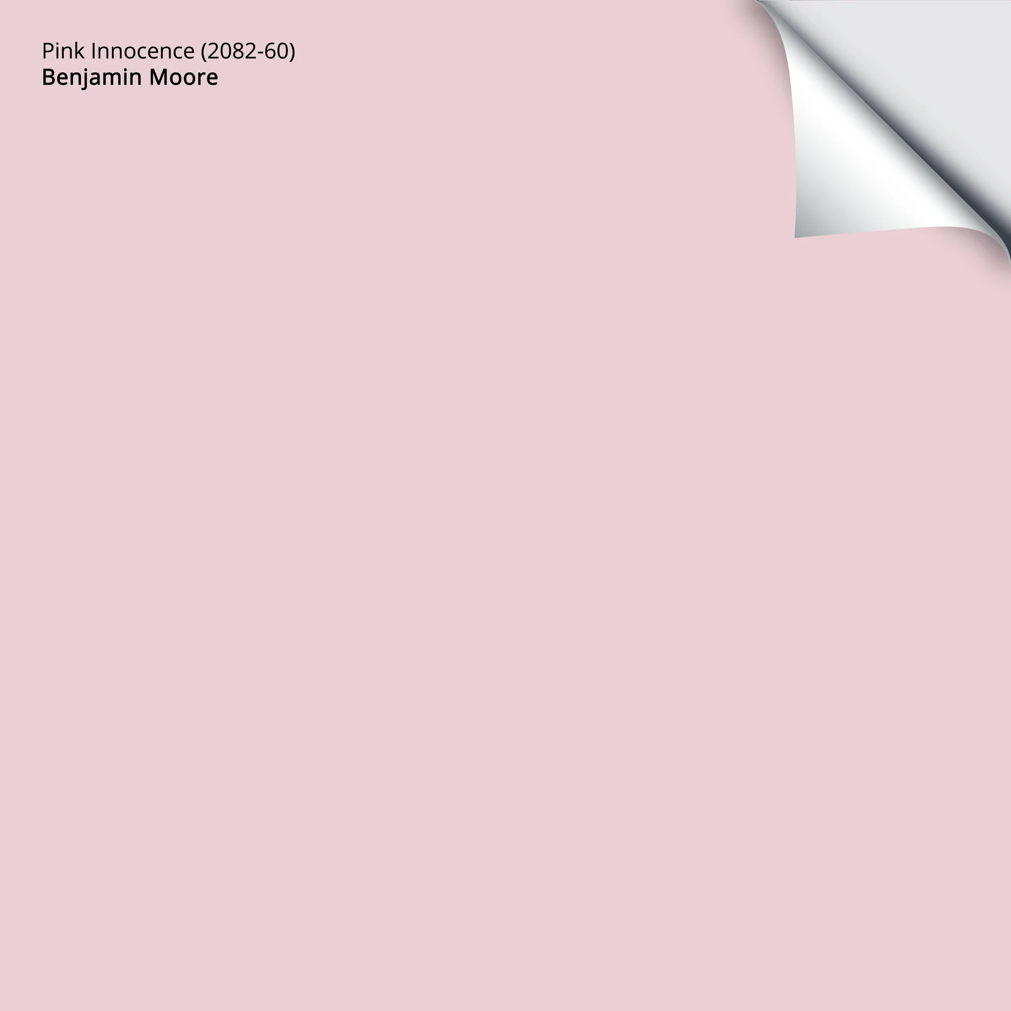 Pink Innocence (2082-60) | Benjamin Moore | Samplize Peel and Stick Paint Sample