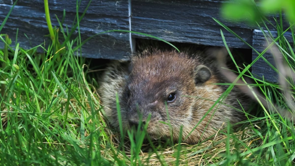 Groundhog Foundation Damage: 5 Warning Signs To Watch Out